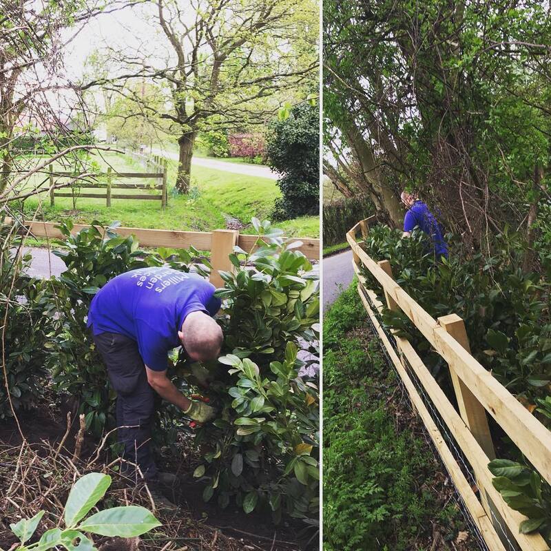 Hedge Planting in Maldon - Miller's Garden Services 